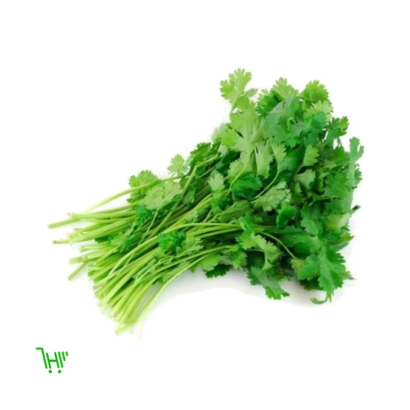 Кинза свежая